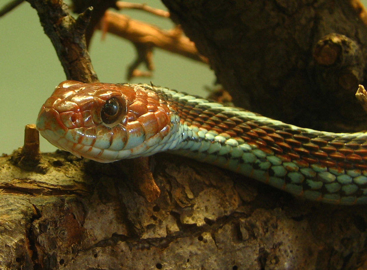 Thamnophis