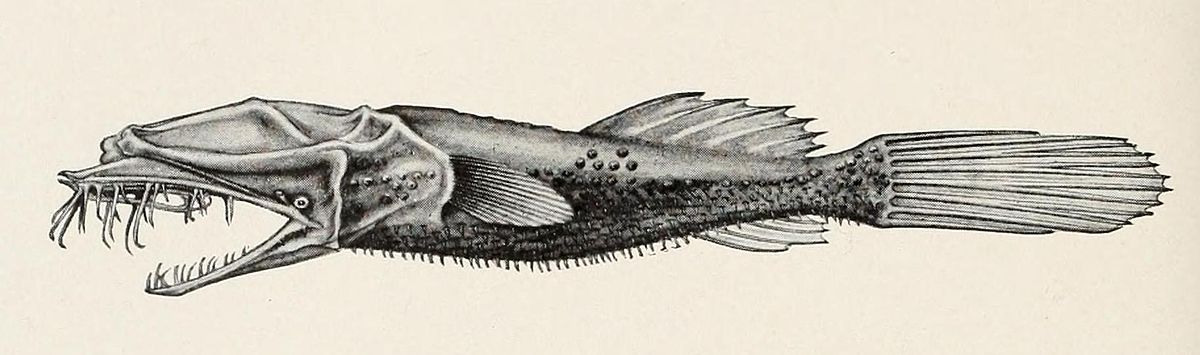 Thaumatichthys