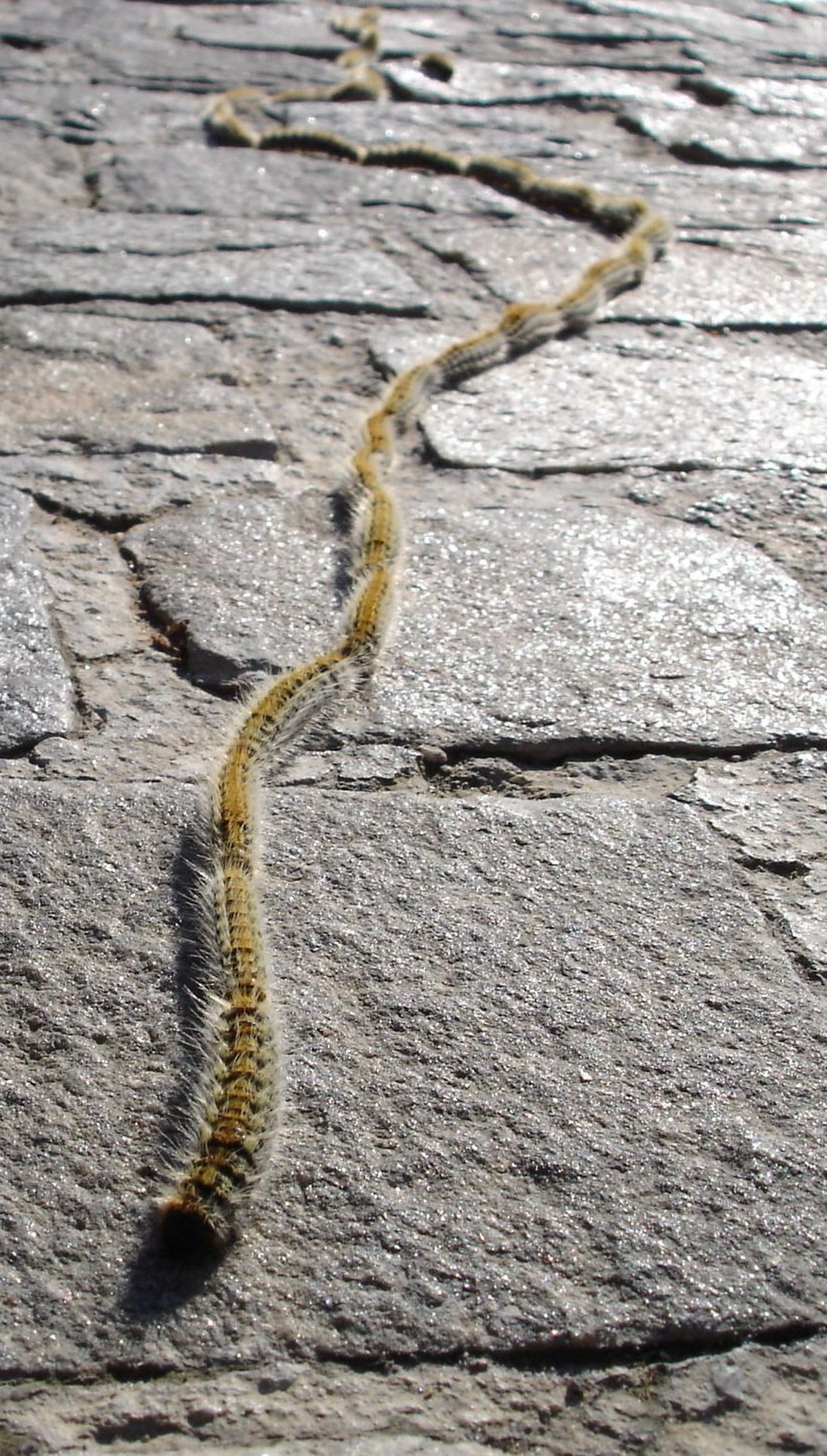 Processionnaire du pin
