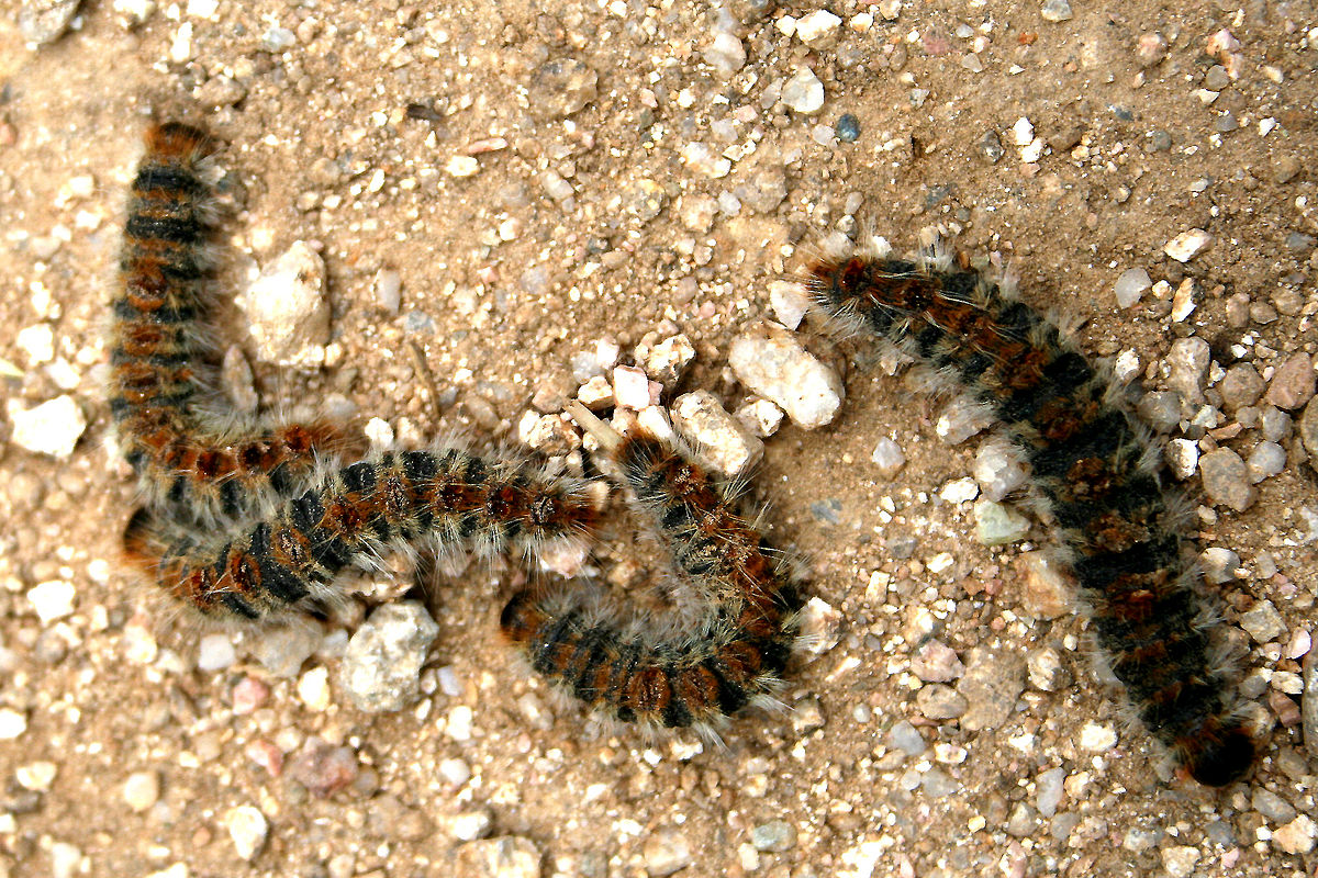 Thaumetopoea pityocampa JPG1.jpg