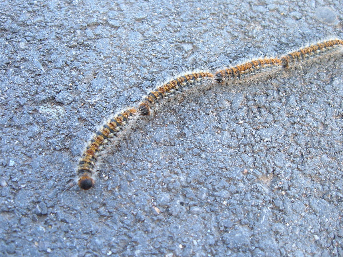 Thaumetopoeidae