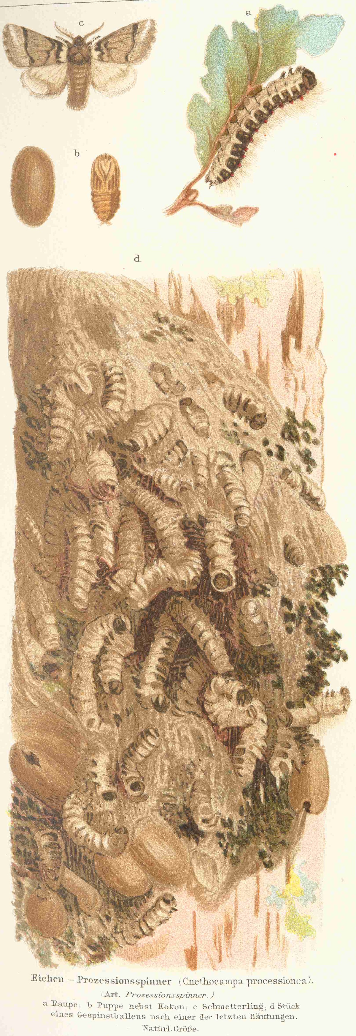 Processionnaire du chêne