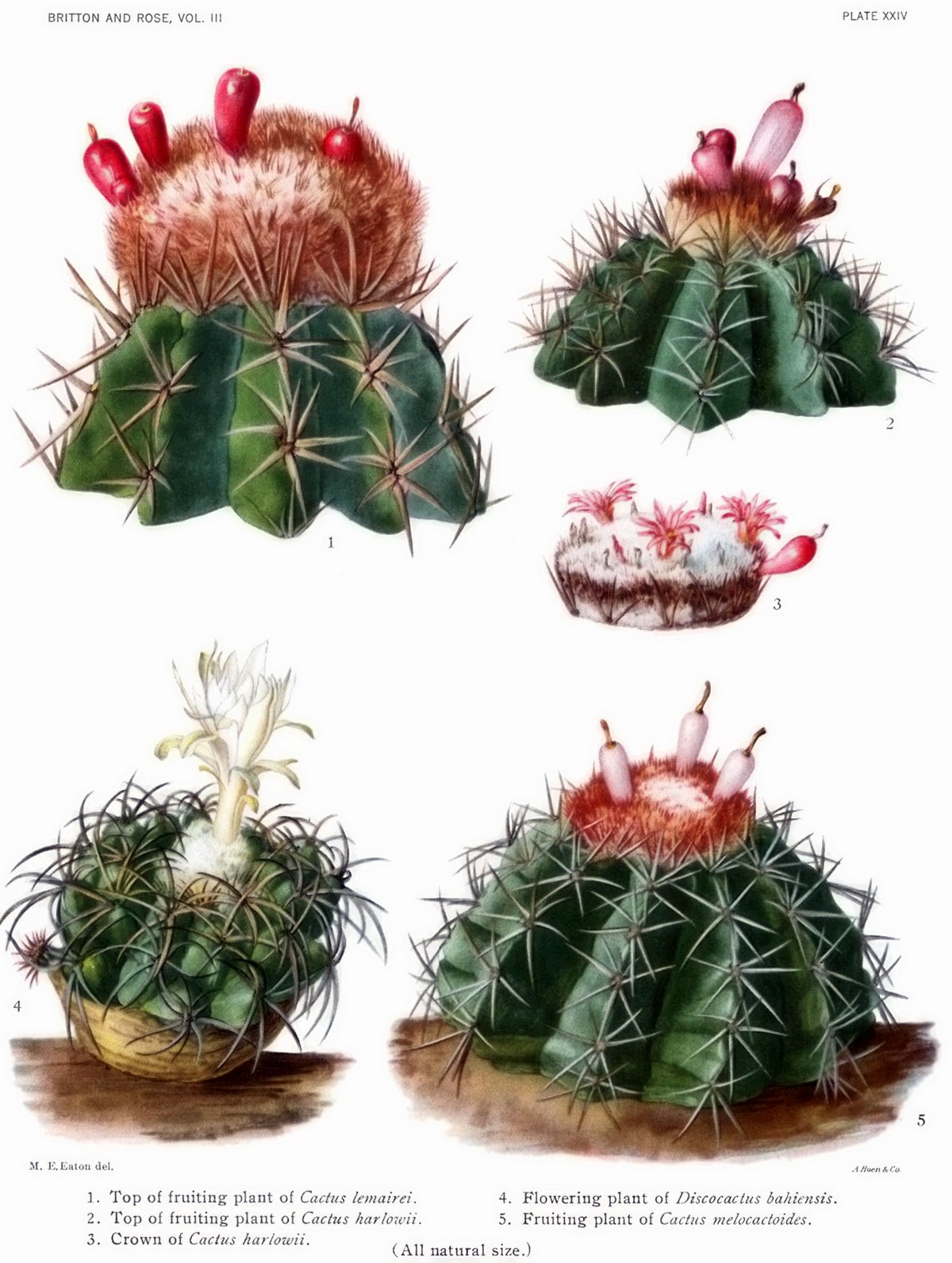 Melocactus lemairei