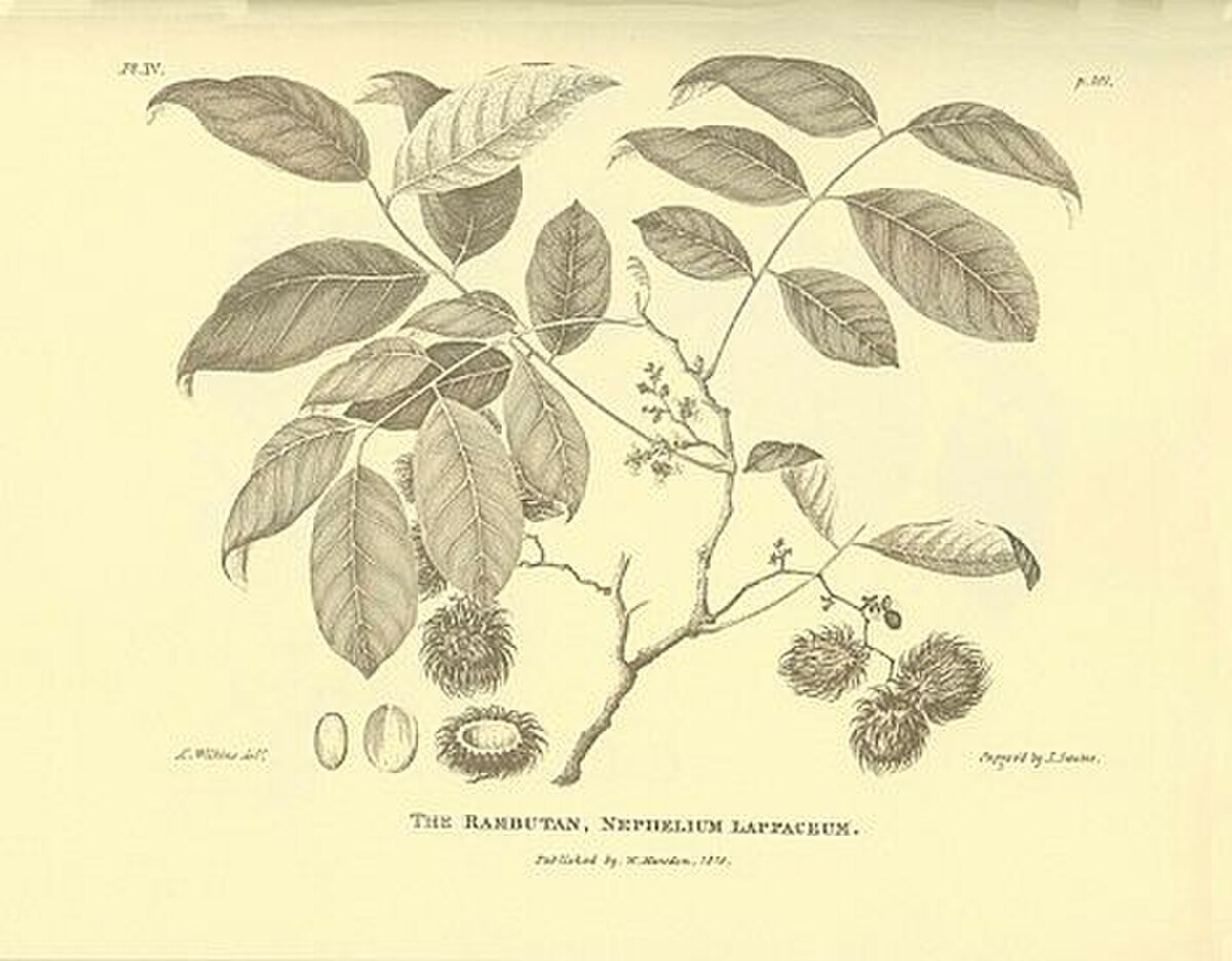 Nephelium