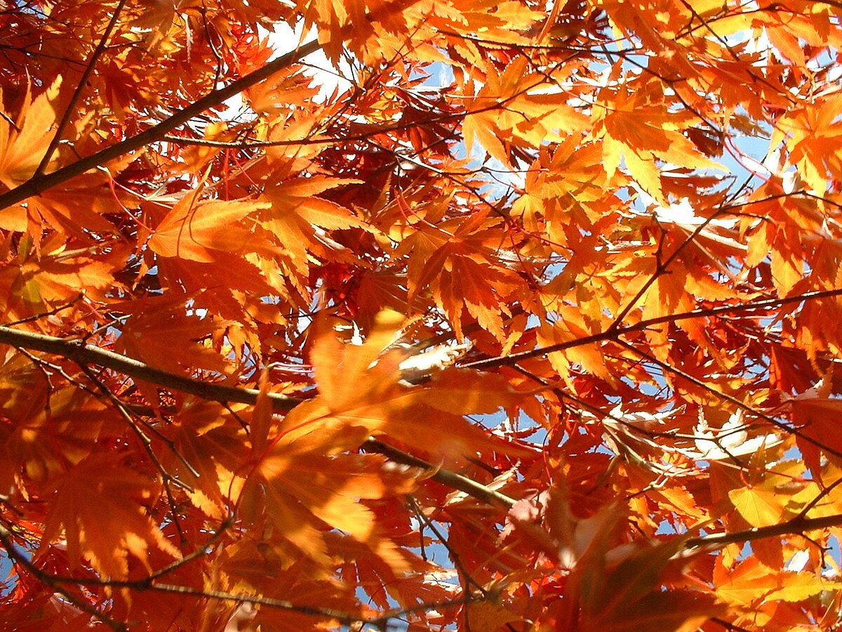 Changement de couleur des feuilles