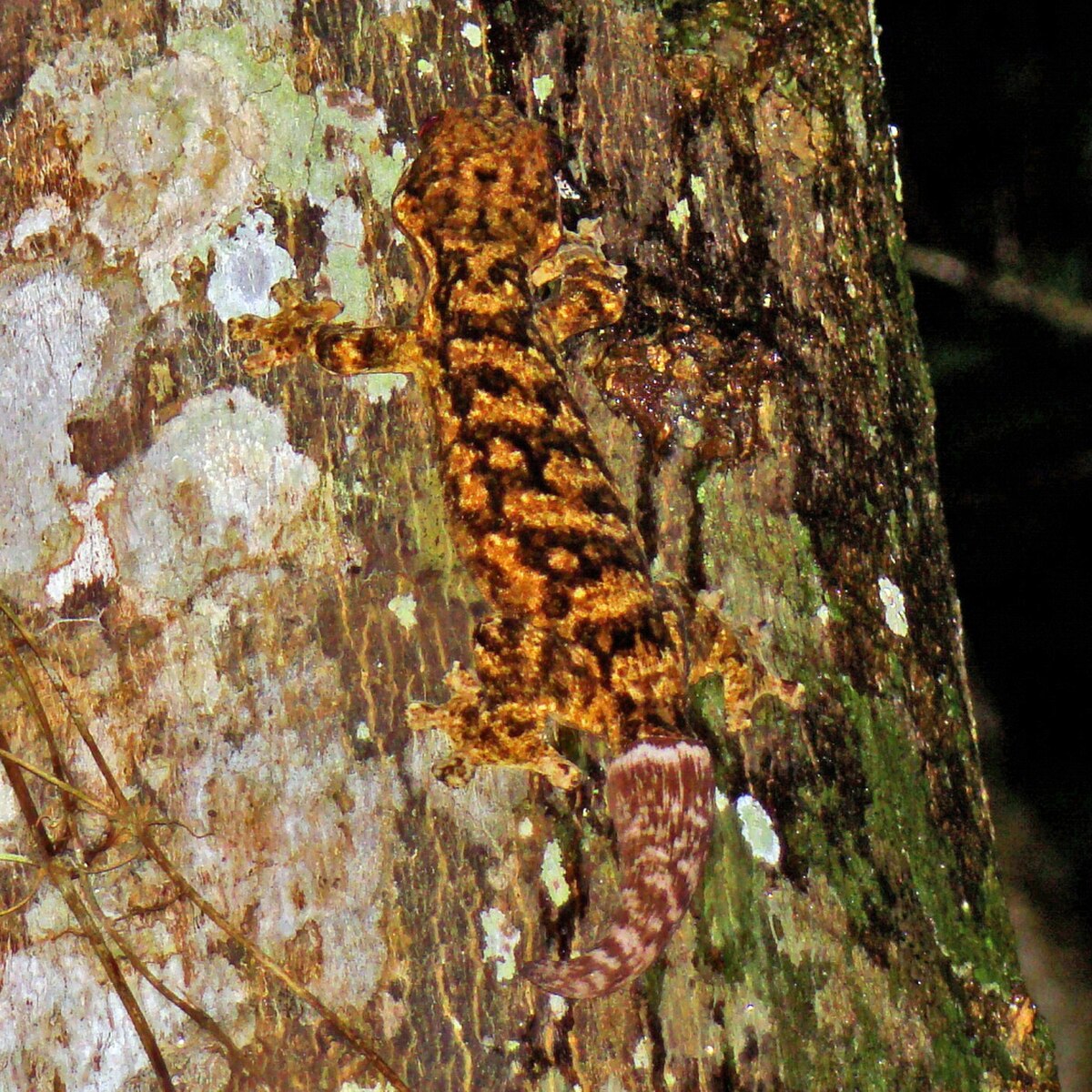 Thecadactylus rapicauda