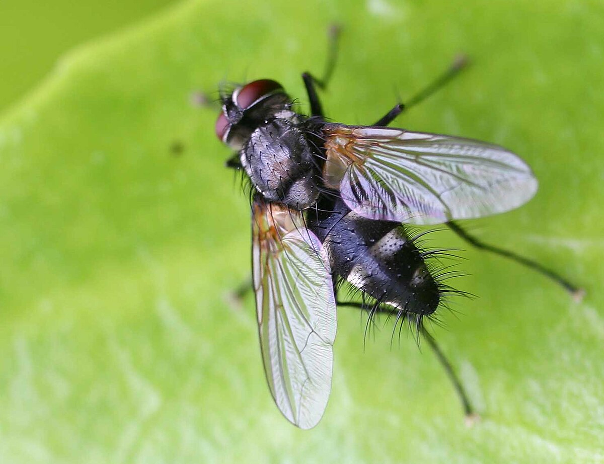 Dexiinae