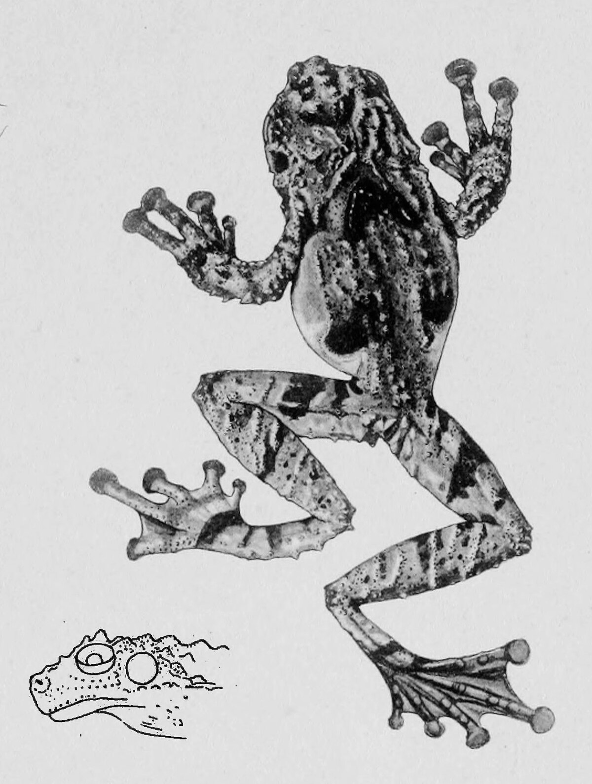 Theloderma moloch