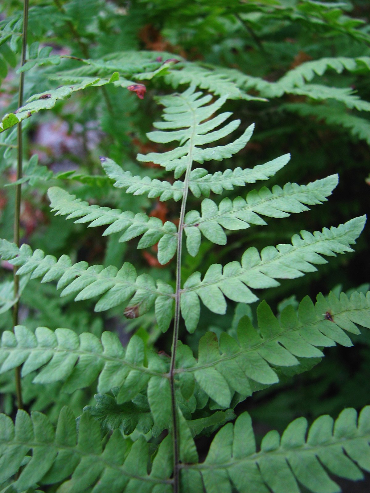 Thelypteris palustris