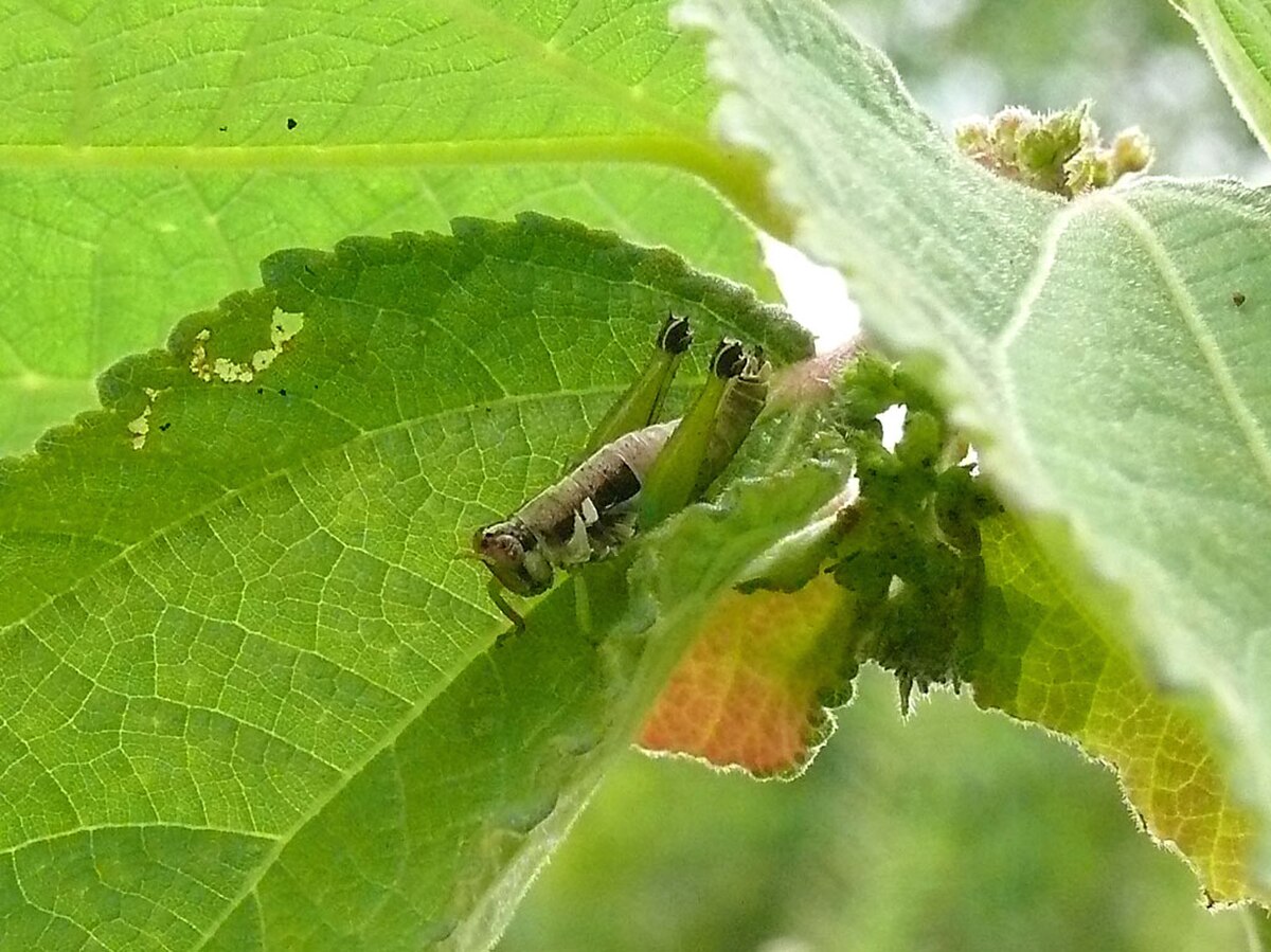 Thericleidae