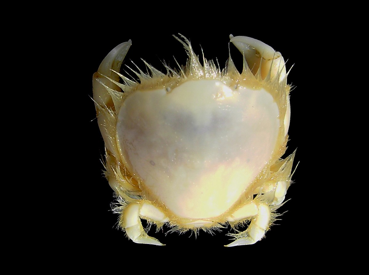 Thia scutellata