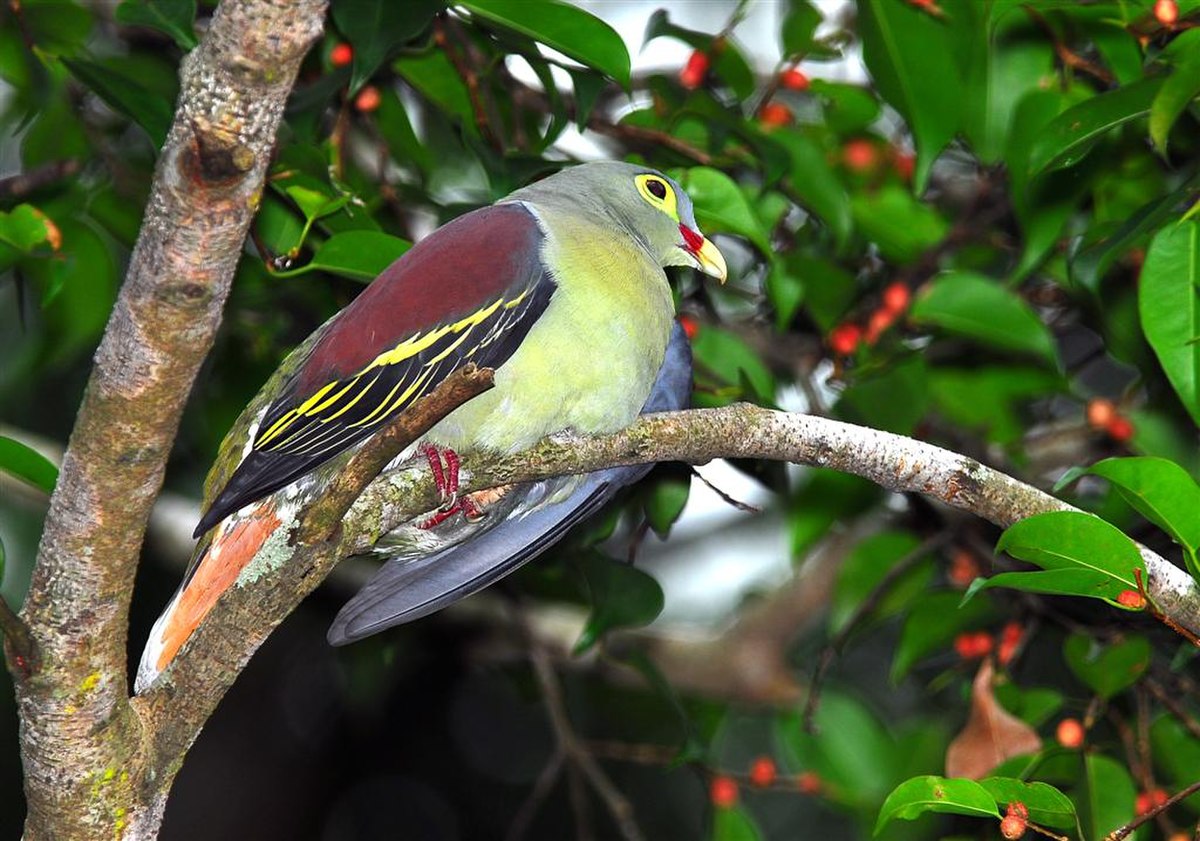 Treron curvirostra