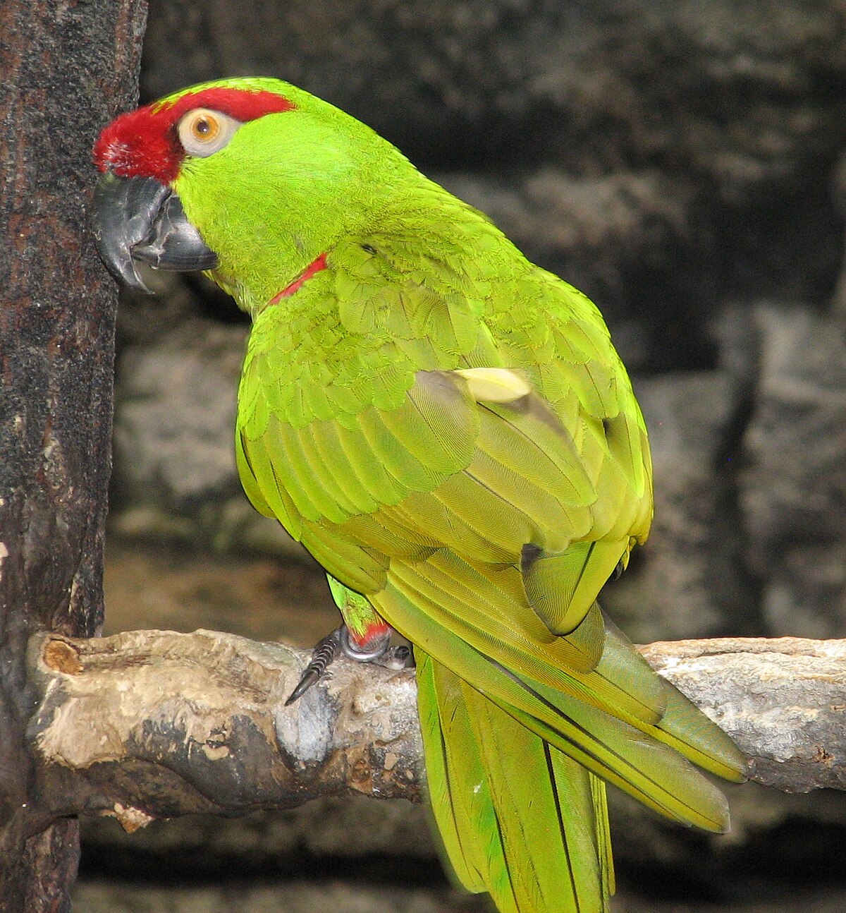Conure à gros bec