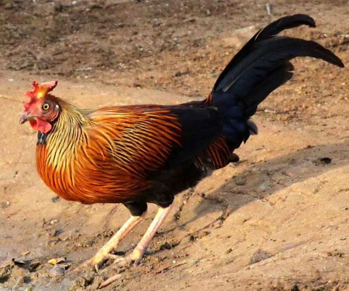 Coq de Lafayette