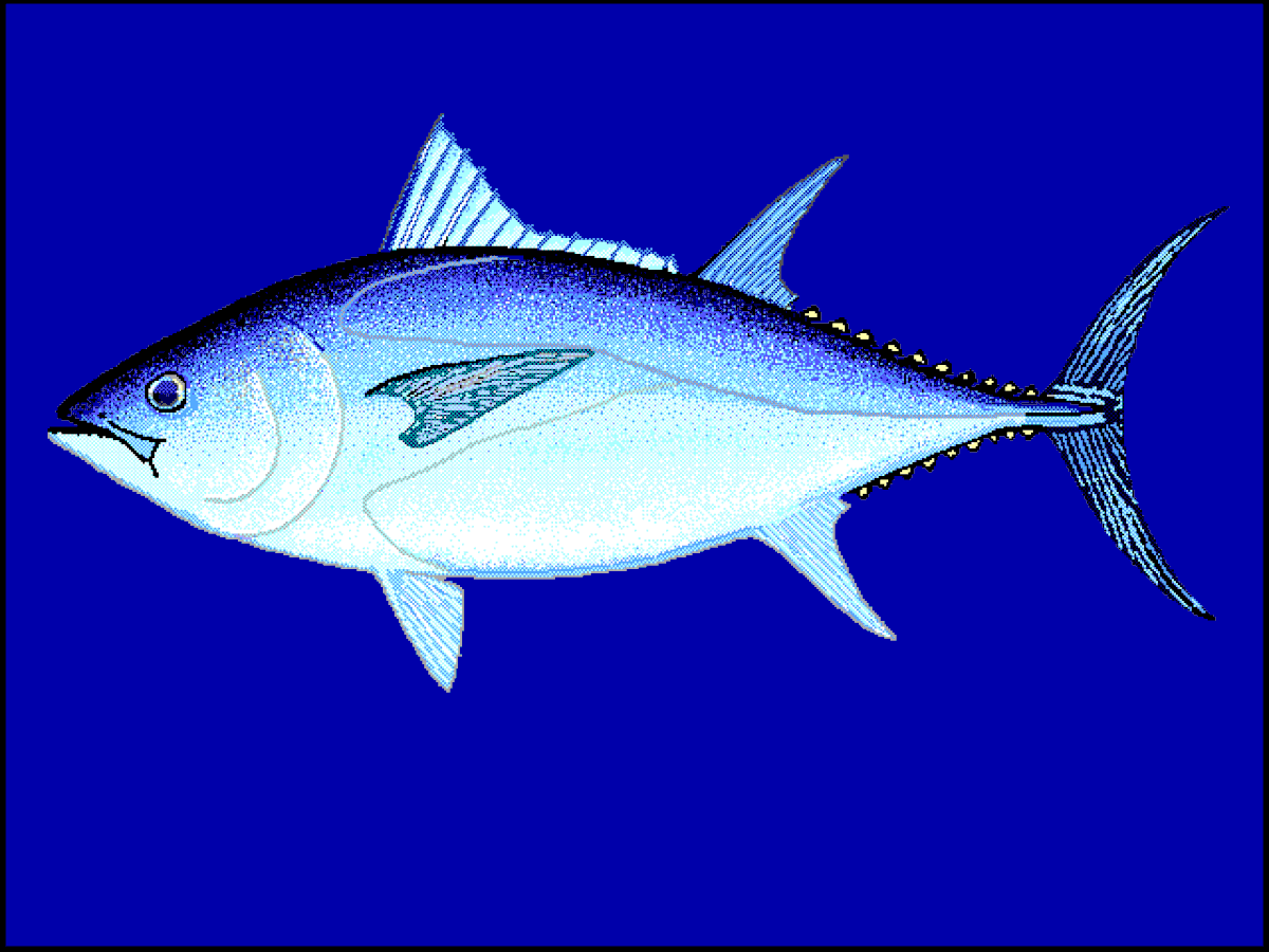 Thunnus maccoyii
