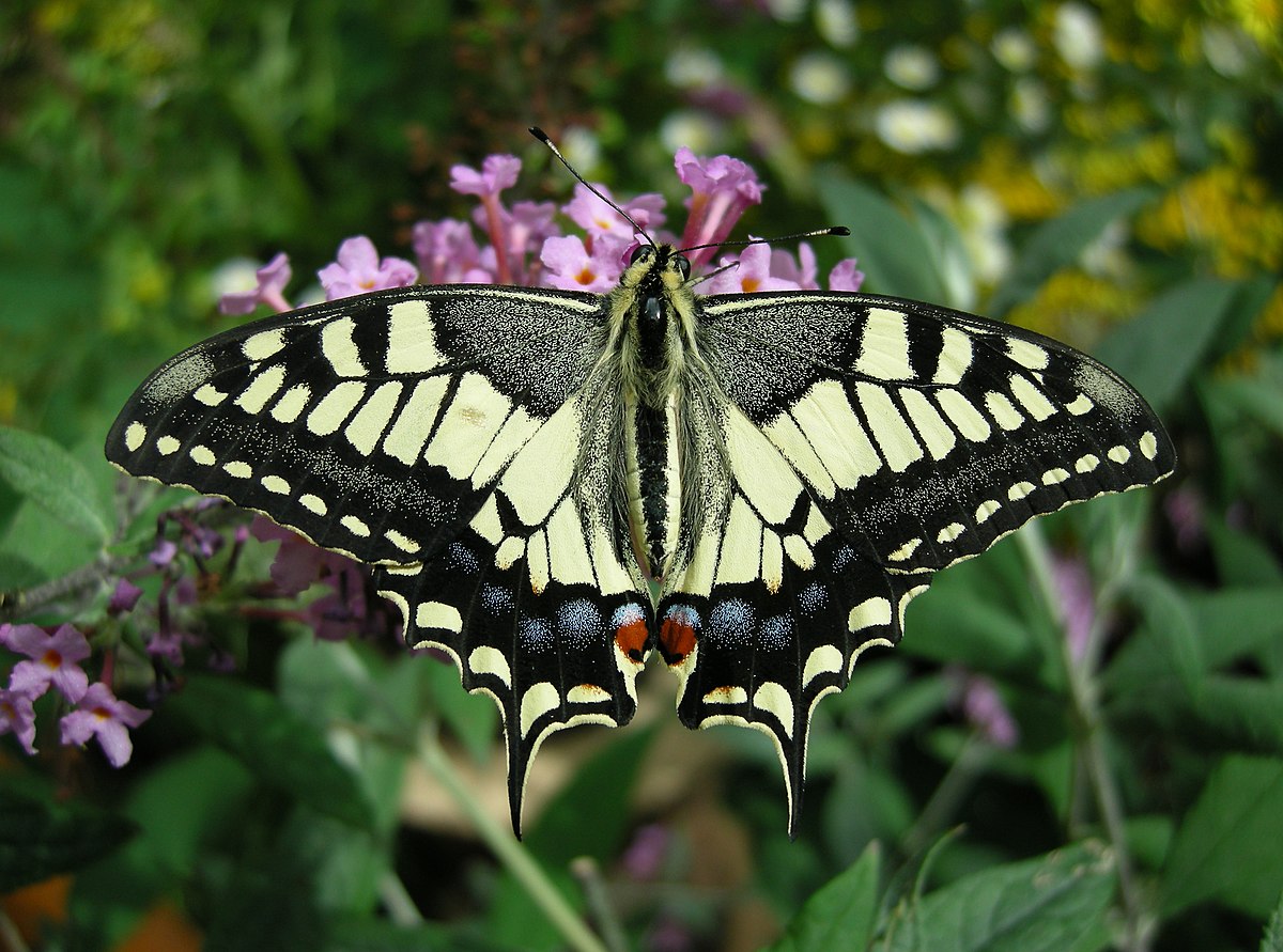 Machaon (papillon)