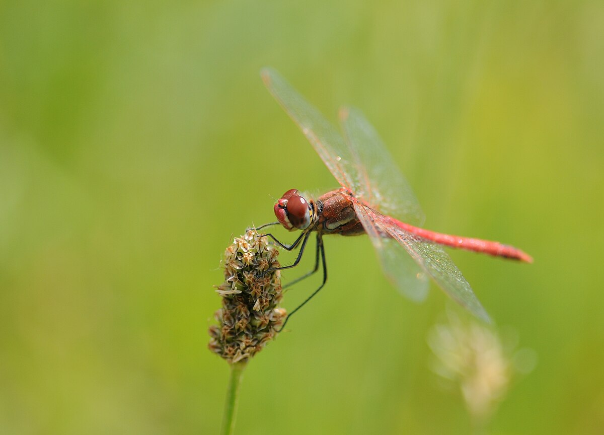 Sympetrum fonscolombii