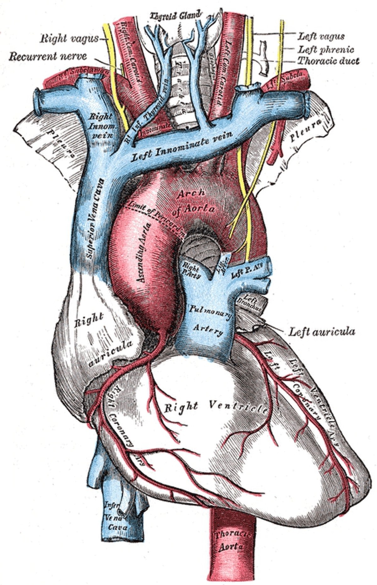 Aorte