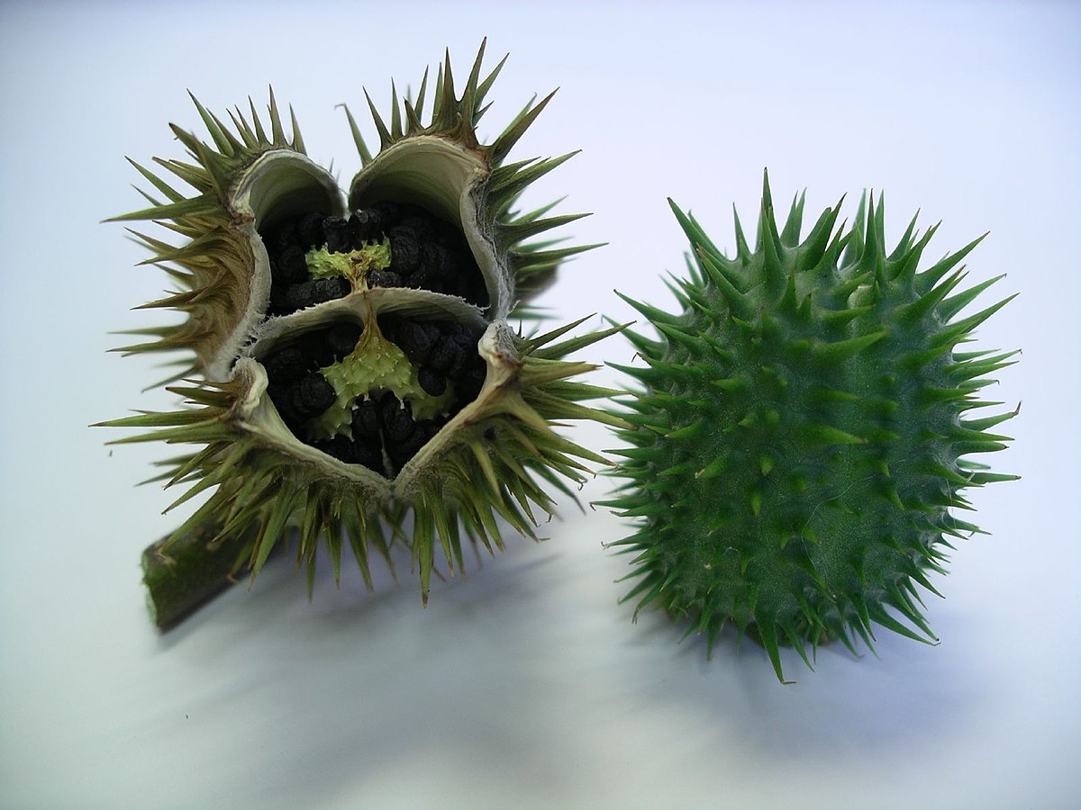 Datura