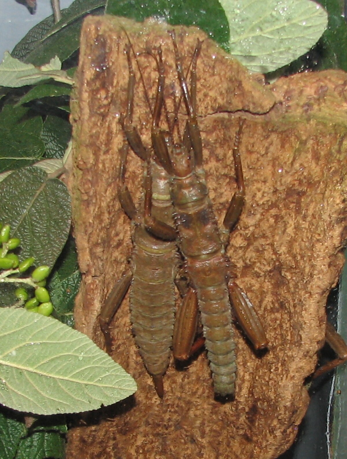 Eurycantha calcarata