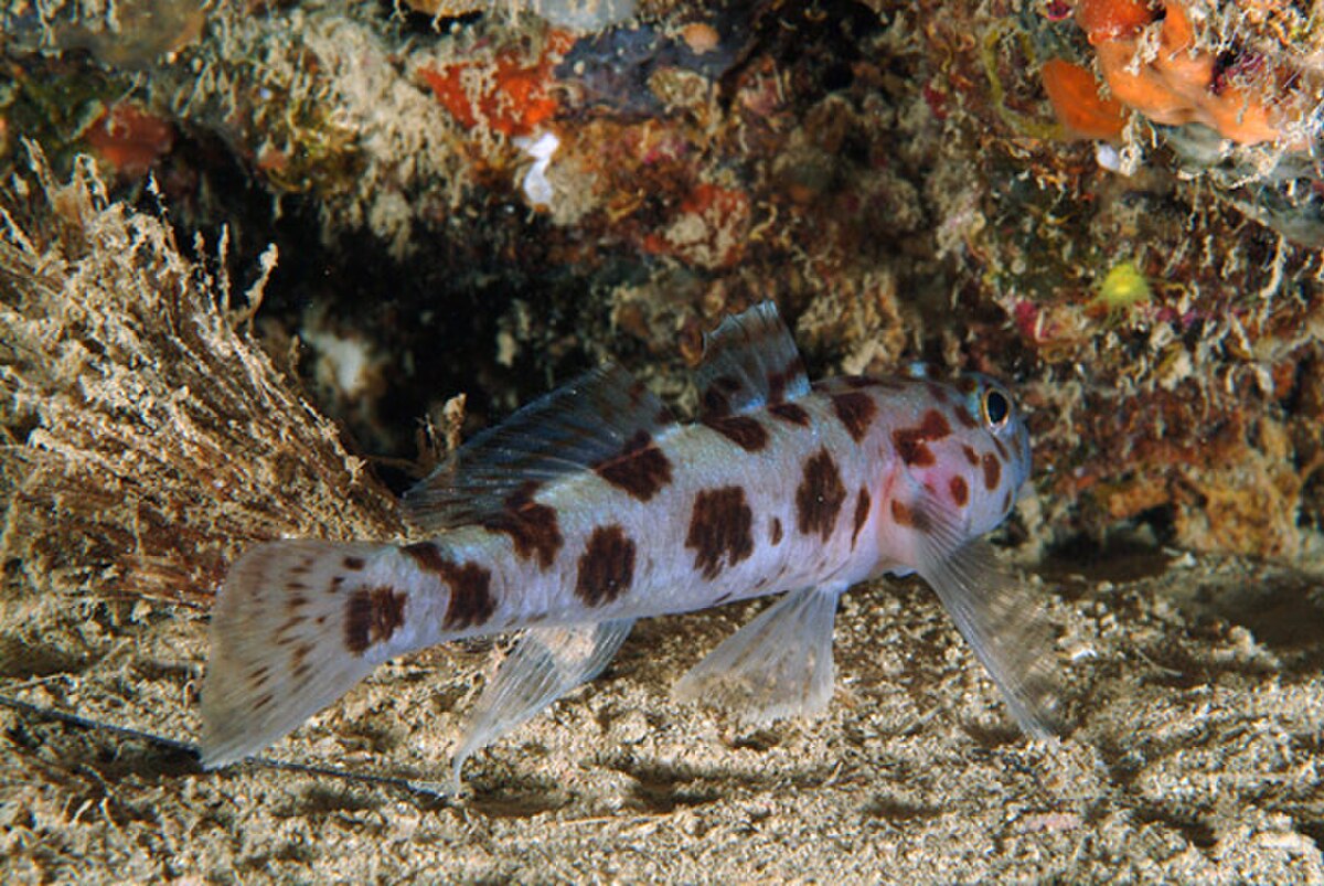 Thorogobius