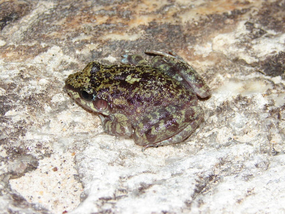 Thoropa