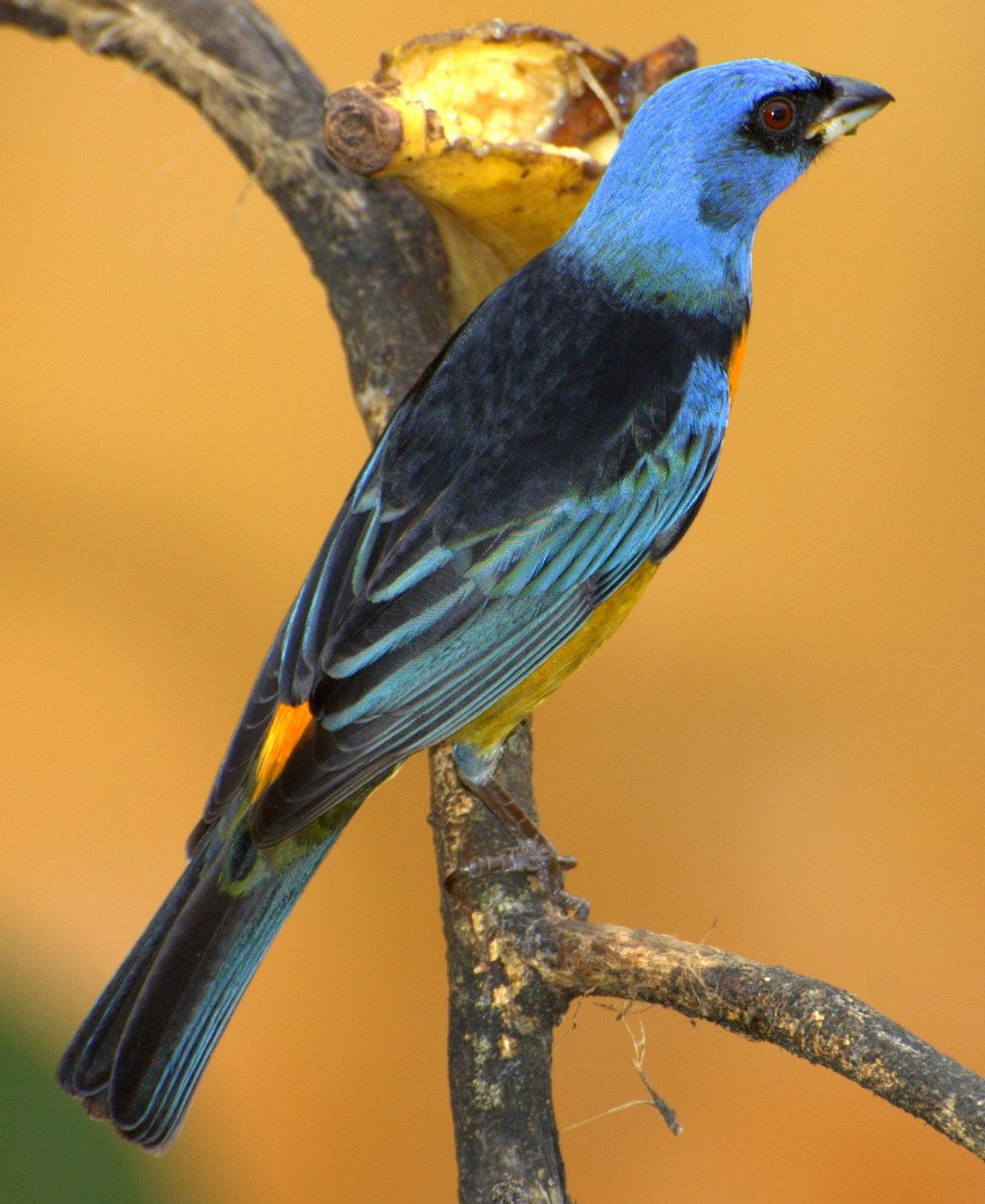Tangara fourchu