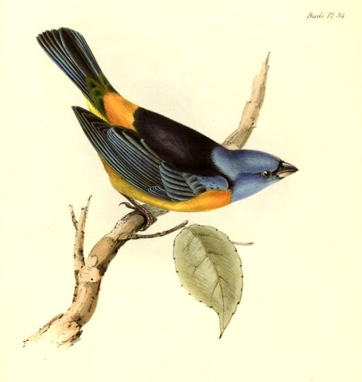 Tangara (oiseau)