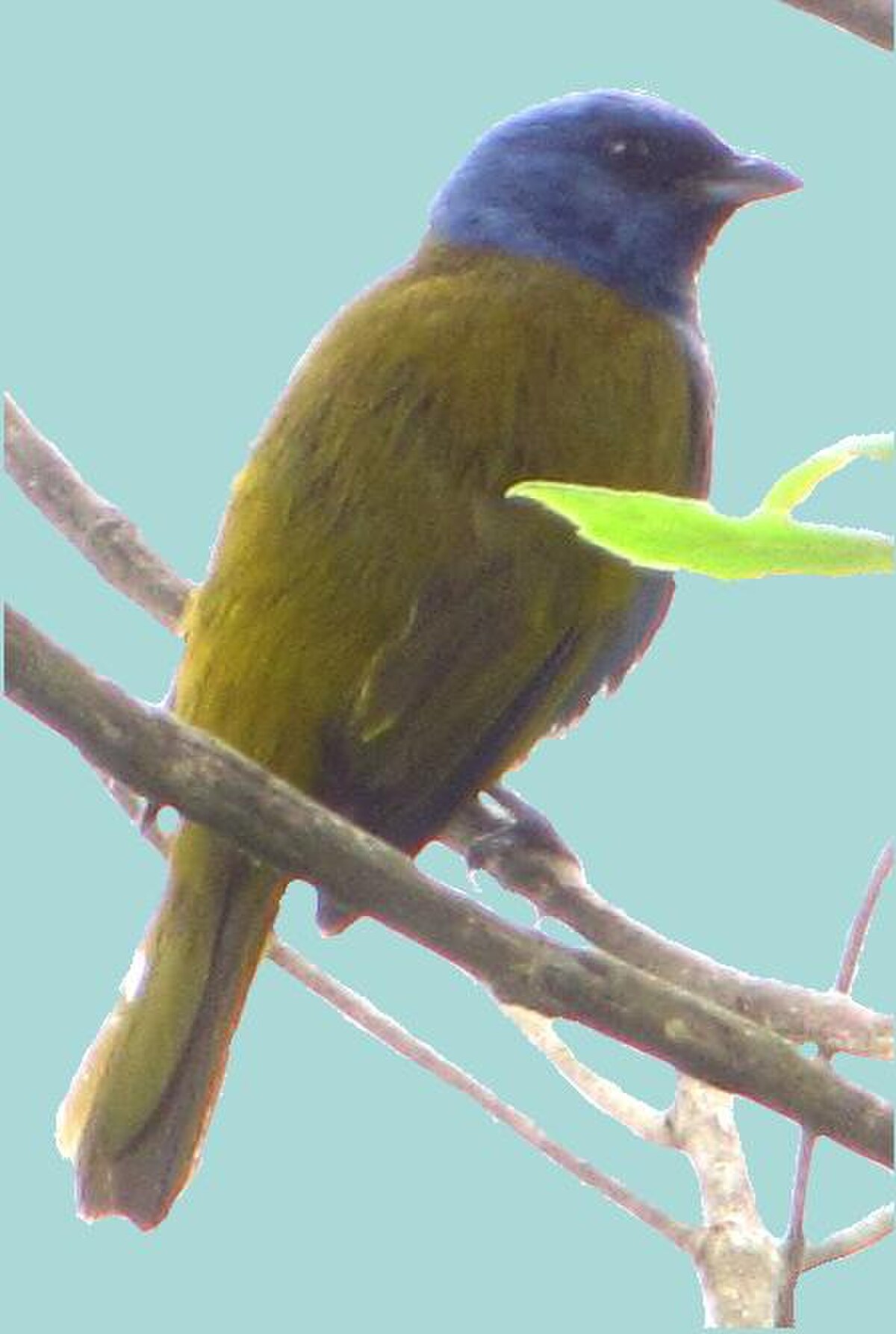 Tangara à tête bleue