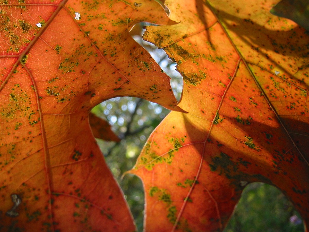 Through two leaves.jpg