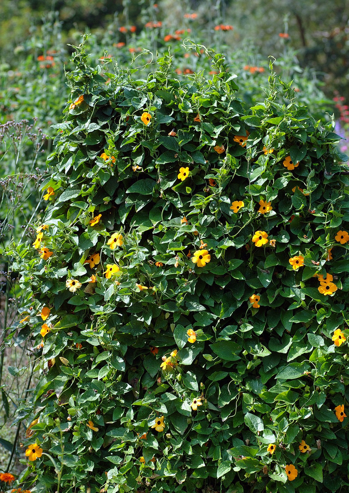 Thunbergia alata