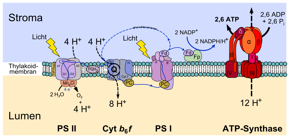 Thylakoid membrane.svg
