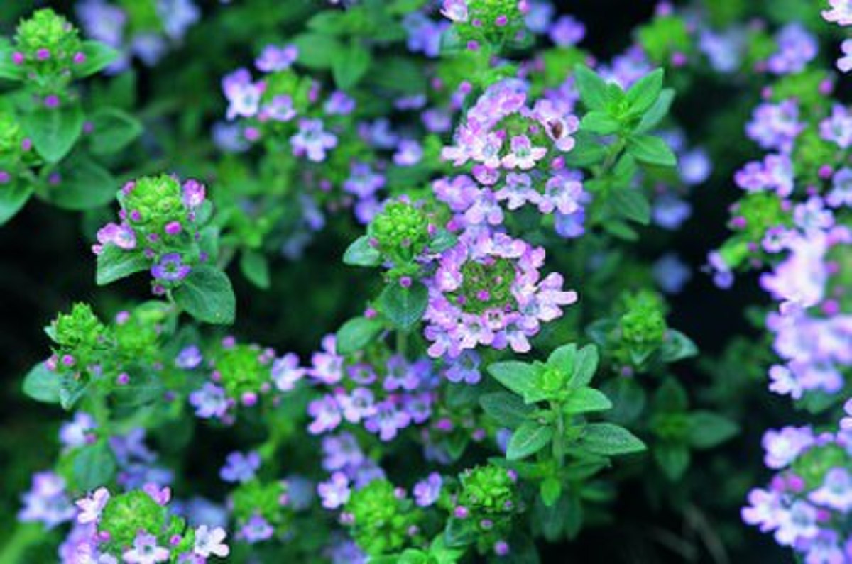 Thymus vulgaris