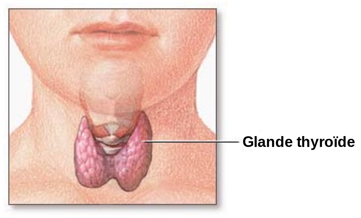 Thyroïde