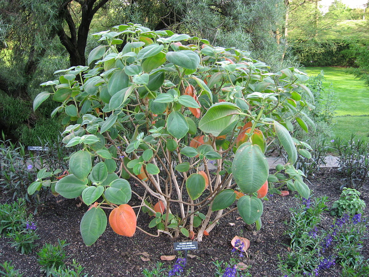 Tibouchina