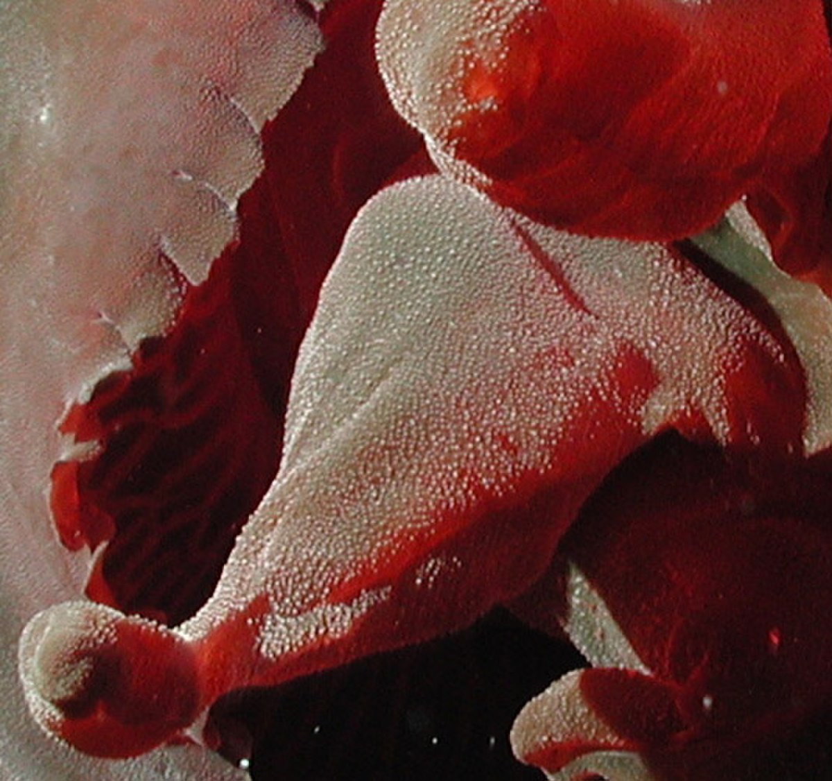 Tiburonia granrojo- noaa expl0783 detail1.jpg