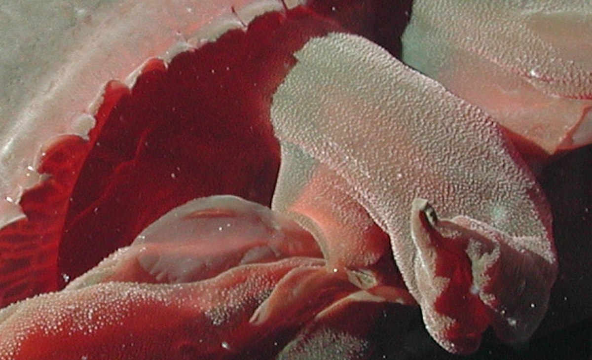 Tiburonia granrojo- noaa expl0827 detail1.jpg
