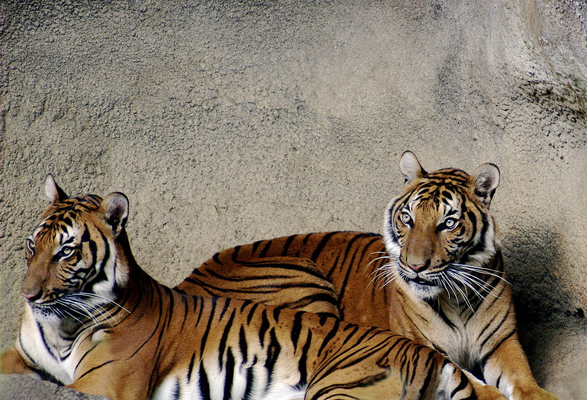 Tigre d'Indochine