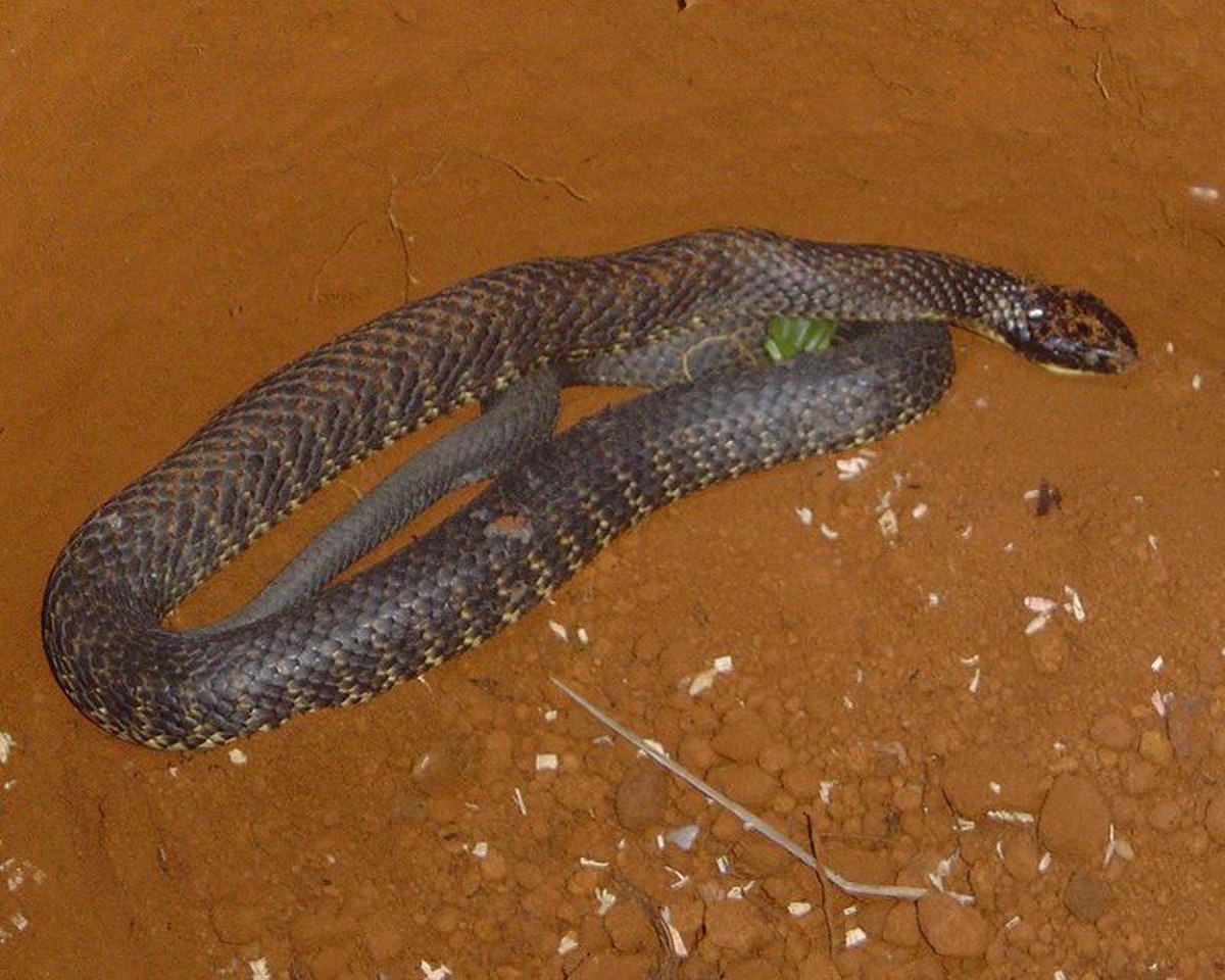 Serpent-tigre