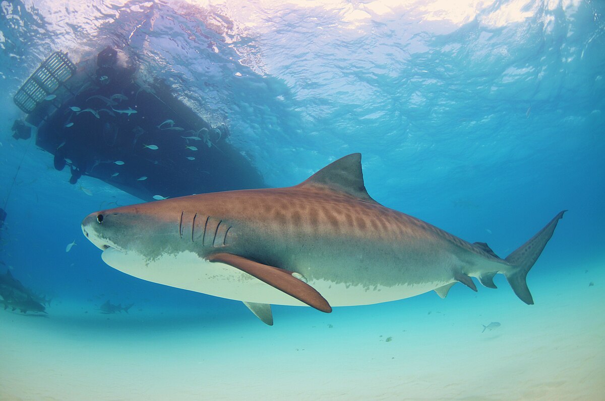 Requin tigre