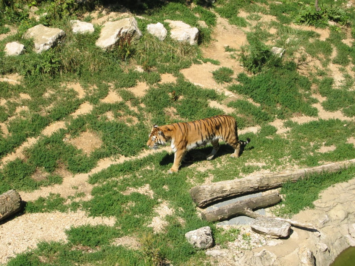 Tigre Citadelle Besancon.JPG