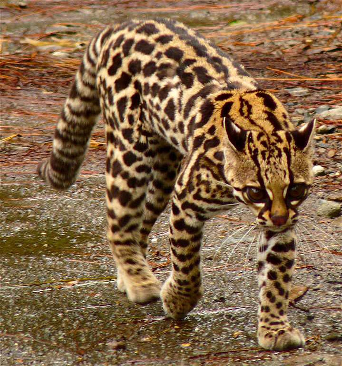 Oncille