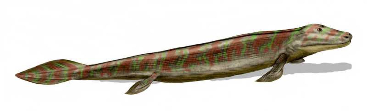 Tiktaalik roseae