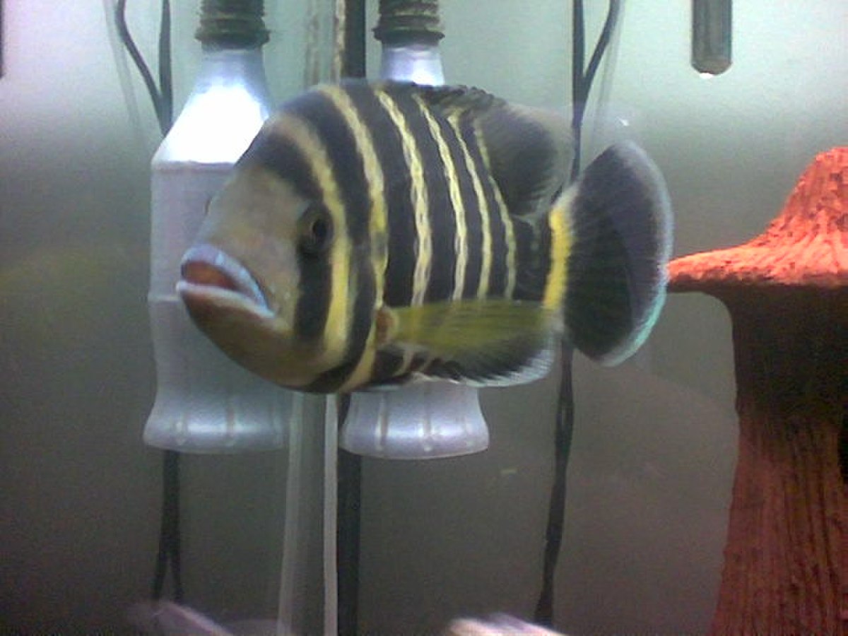 Tilapia (genre)