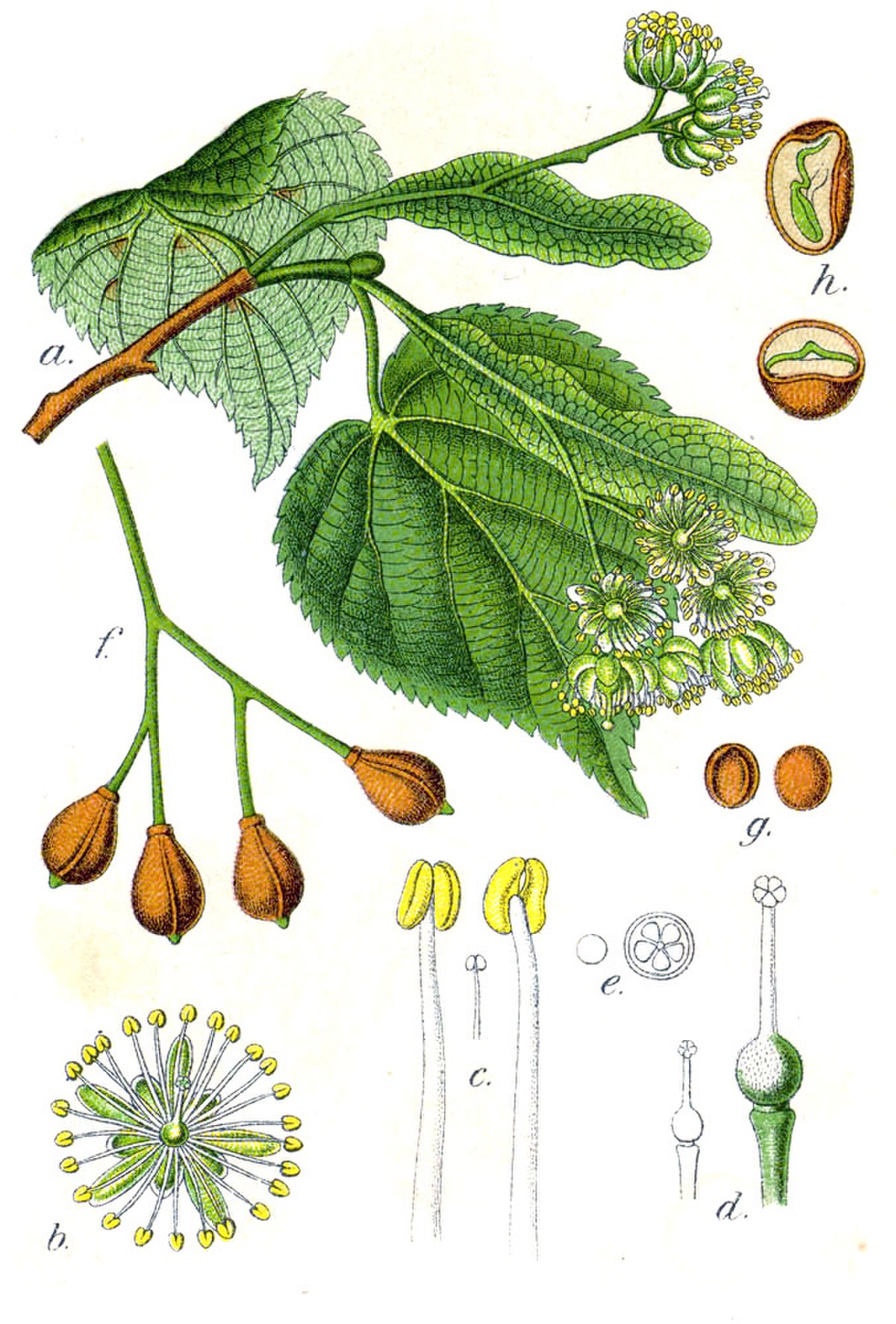 Tilia