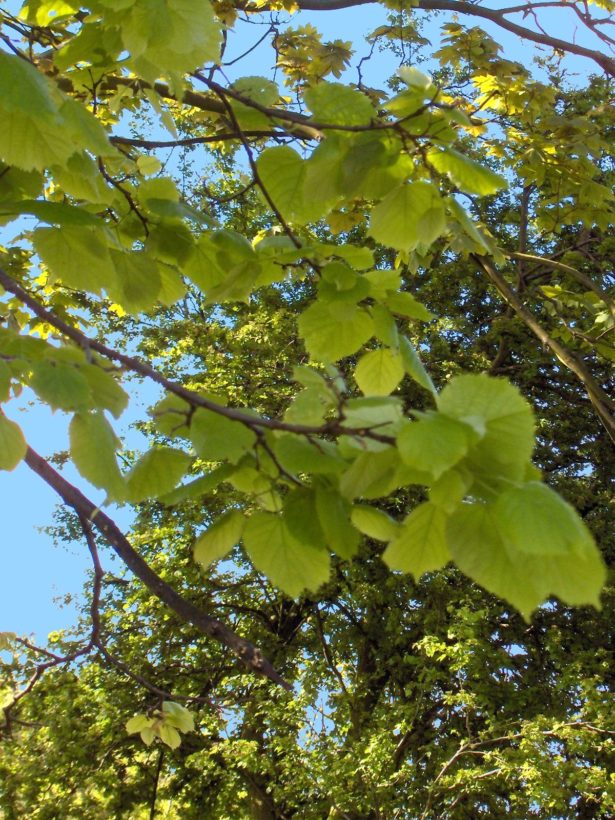 Tilleul à grandes feuilles