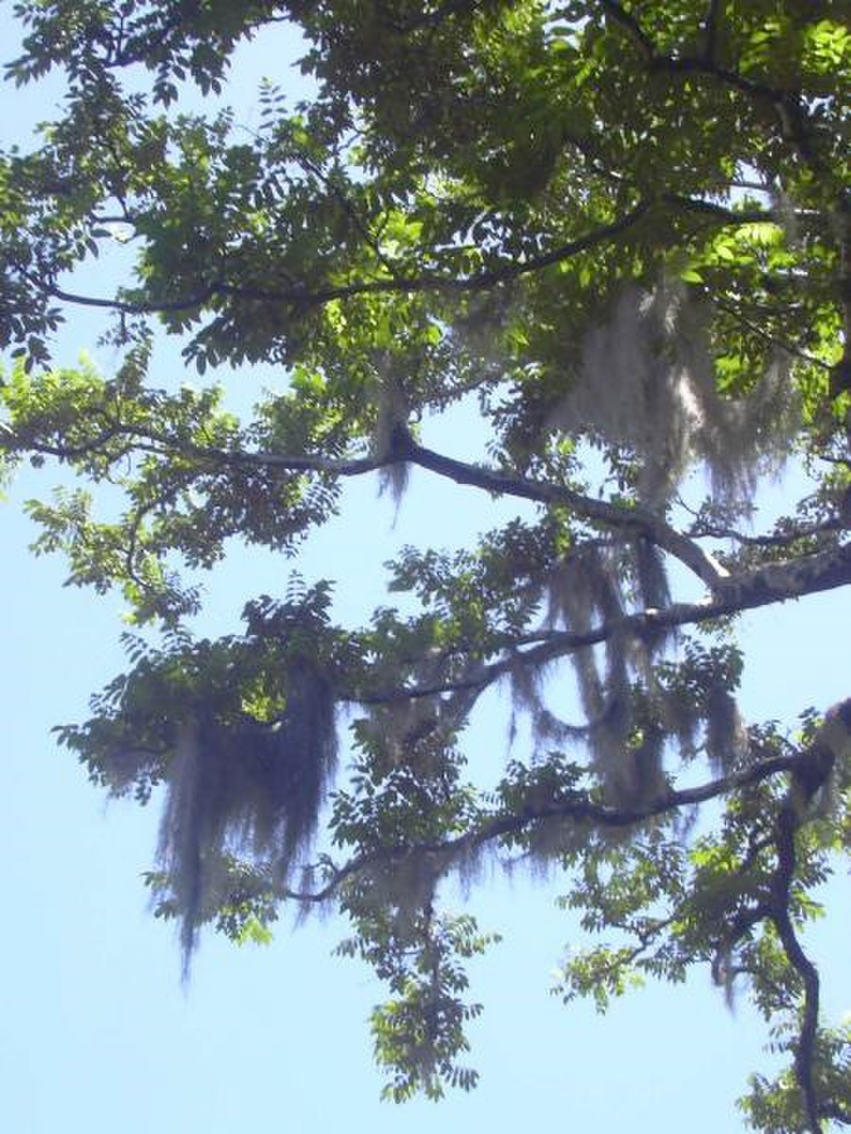 Tillandsia usneoides