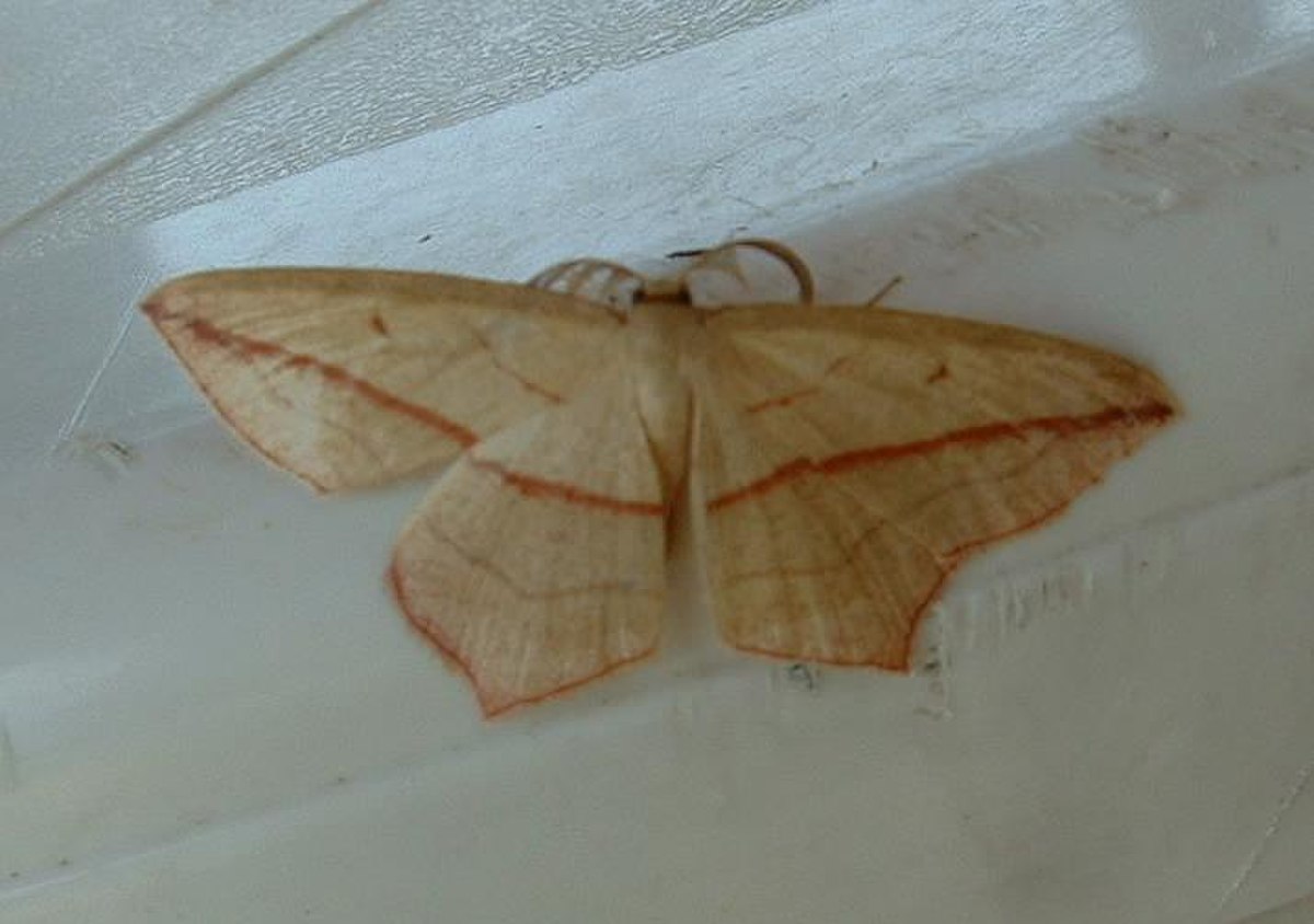 Geometridae