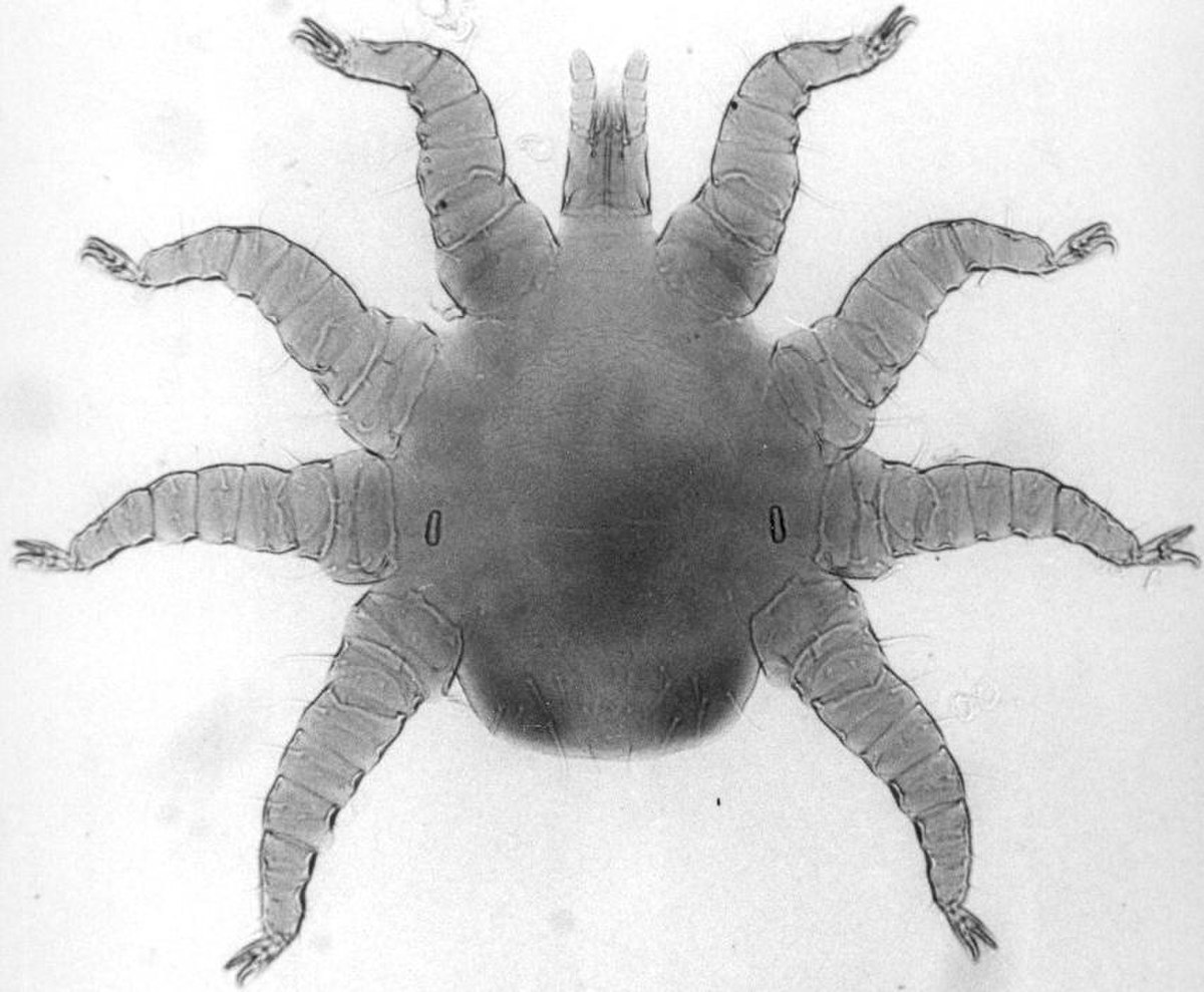 Rhinonyssidae
