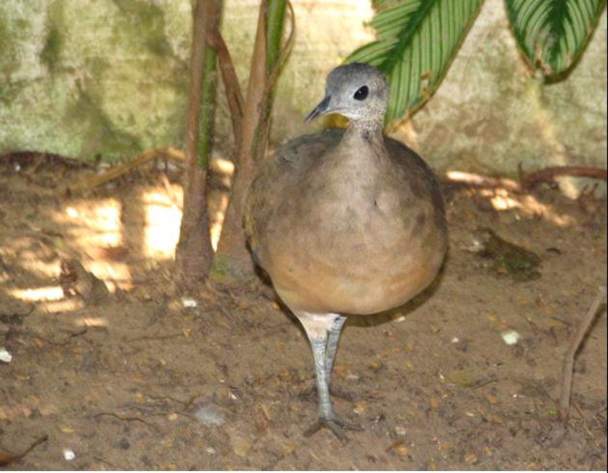 Tinamiformes